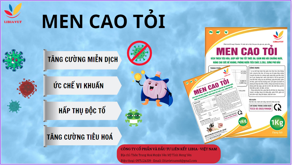 MEN CAO TỎI