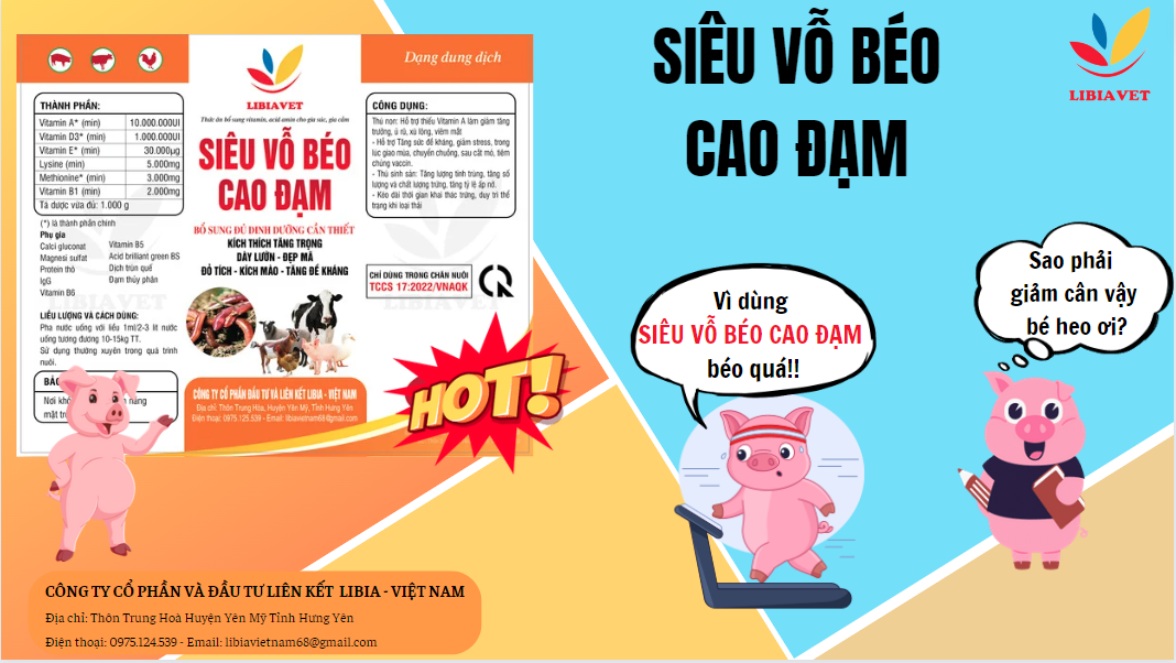 SIÊU VỖ BÉO CAO ĐẠM